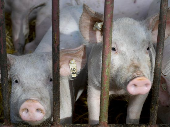 Aufregung im Schweinestall: Nach Foto- und Filmaufnahmen eines leidenden Mastschweins - hier ein Symbolbild - und mehreren Anzeigen sieht sich ein Karlsruher Landwirtschaftsbetrieb zu Unrecht in der Kritik.
