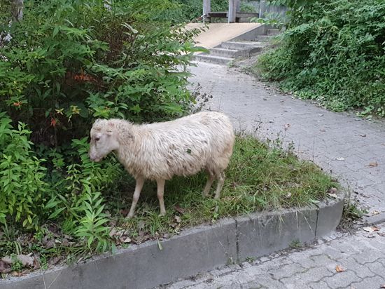 Ausgebüxt: Ein Schaf ist in Durlach auf Abwege geraten. Die Polizei ermittelte den Besitzer und bewachte das Tier.