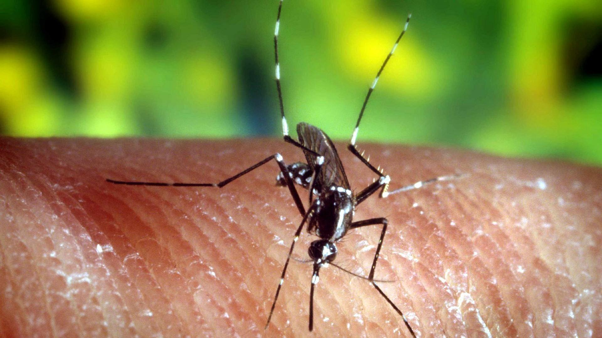 Unter Verdacht: Die Asiatische Tigermücke – sie kommt auch in Westafrika vor – gilt als mögliche Verbreiterin von Krankheiten wie dem Dengue-Fieber.