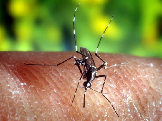 Unter Verdacht: Die Asiatische Tigermücke – sie kommt auch in Westafrika vor – gilt als mögliche Verbreiterin von Krankheiten wie dem Dengue-Fieber.