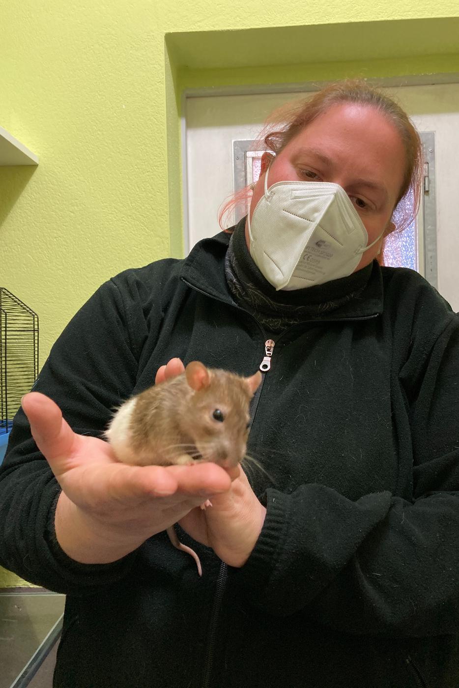 Ratte sitzt auf der Hand