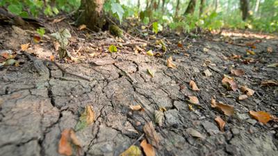 Vertrocknete Blätter liegen auf einem Waldboden, der von Rissen durchzogen ist. Der Wald leidet unter der anhaltenden Trockenheit. +++ dpa-Bildfunk +++