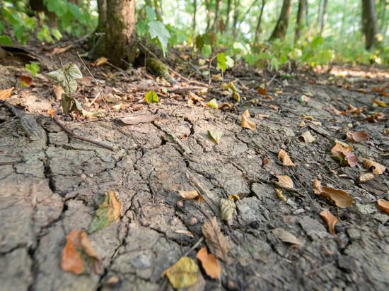 Vertrocknete Blätter liegen auf einem Waldboden, der von Rissen durchzogen ist. Der Wald leidet unter der anhaltenden Trockenheit. +++ dpa-Bildfunk +++