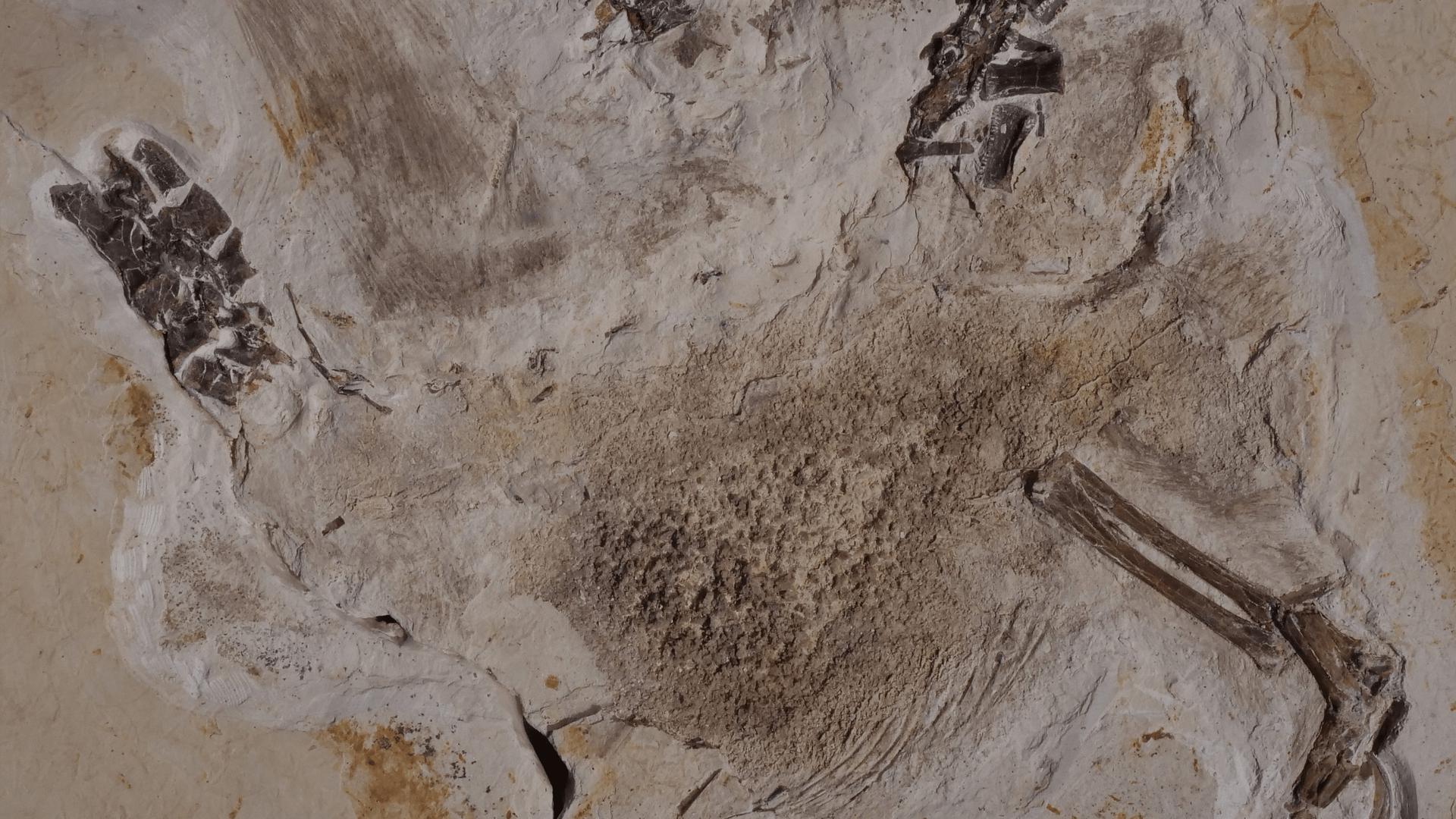 Seit Jahrzehnten befindet sich das Fossil des Sauriers Ubirajara im Naturkundemuseum in Karlsruhe, jetzt wollen die Brasilianer die versteinerten Überreste zurück.