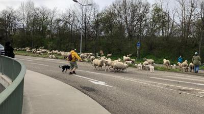 Schafe auf der B 36 in Karlsruhe