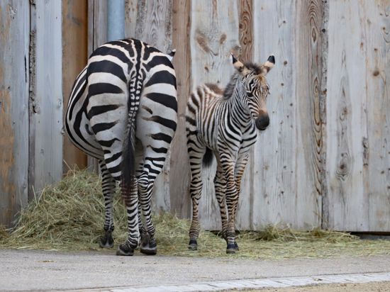 Nachwuchs in Schwarzweiß: Ein Zebrajunges ist die jüngste Attraktion im Karlsruher Zoo. Mutter Binti hat es in der Nacht zum Sonntag auf die Welt gebracht.