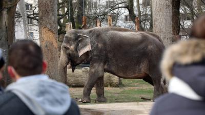 Ein Elefant im Karlsruher Zoo