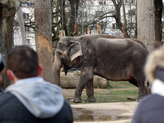 Ein Elefant im Karlsruher Zoo