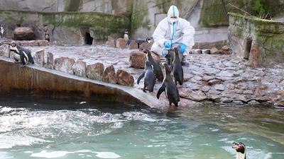 In Schutzausrüstung: Pfleger betreten Volieren und Anlagen weiterhin nur in aufwendiger Schutzausrüstung, wie diese Pflegerin bei den Pinguinen.