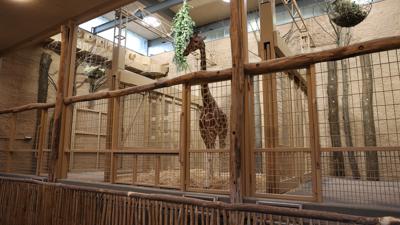 Auch das Giraffenhaus wurde umgestaltet. Es ist das Zentrum der neuen Afrikasavanne im Karlsruher Zoo.