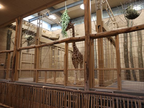 Auch das Giraffenhaus wurde umgestaltet. Es ist das Zentrum der neuen Afrikasavanne im Karlsruher Zoo.