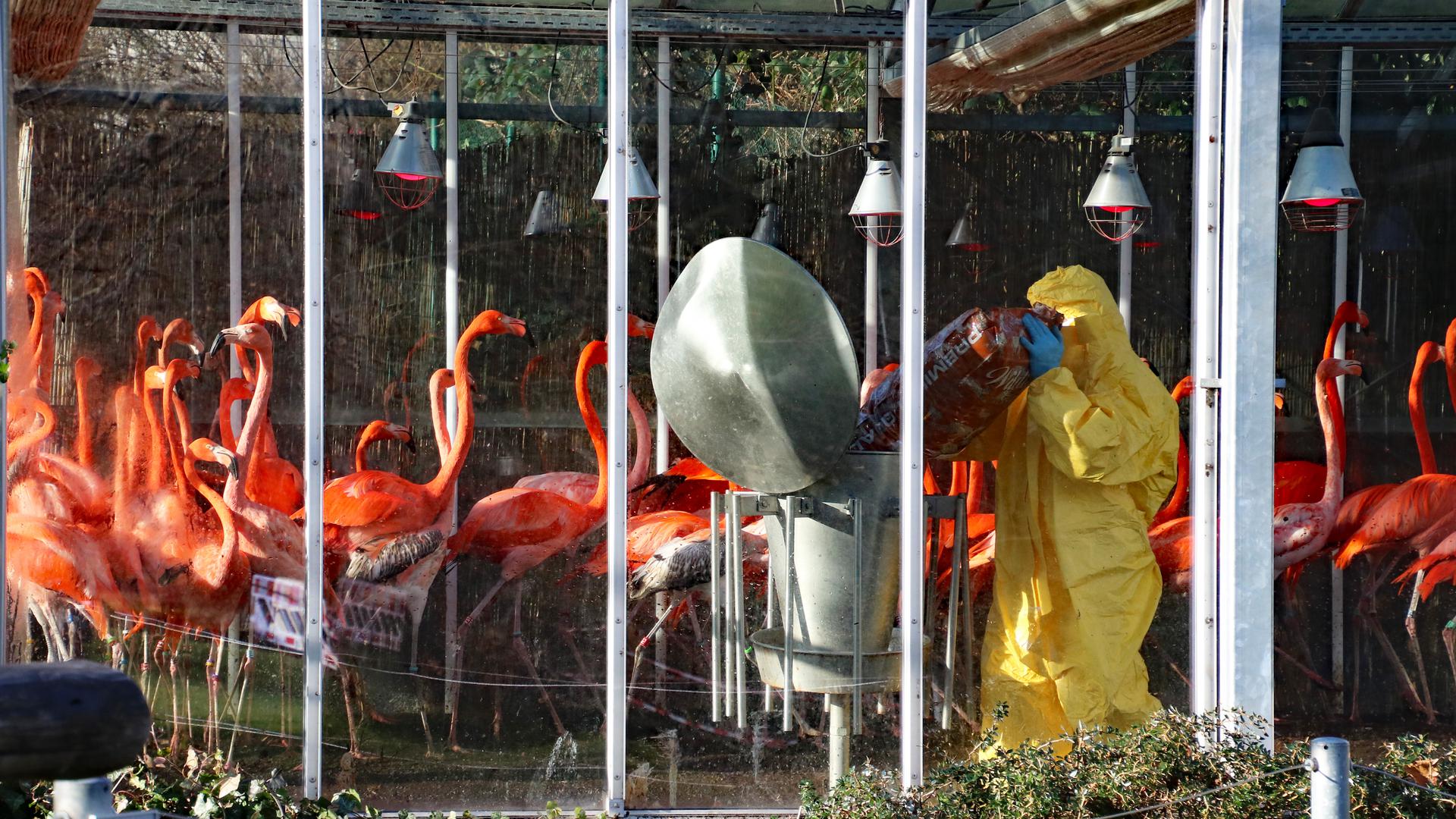 Die rund 700 im Zoo Karlsruhe gehaltenen Vögel sind derzeit auf 25 Einheiten aufgeteilt und werden unter Einhaltung höchster Biosicherheitsmaßnahmen versorgt. Auf dem Bild ist Tierpfleger Dennis Zander zu sehen, der die Kubaflamingos füttert.