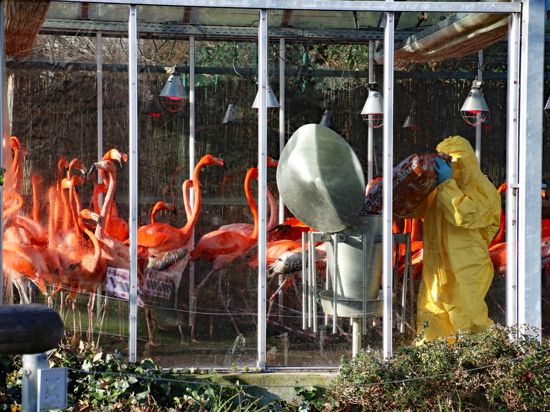 Die rund 700 im Zoo Karlsruhe gehaltenen Vögel sind derzeit auf 25 Einheiten aufgeteilt und werden unter Einhaltung höchster Biosicherheitsmaßnahmen versorgt. Auf dem Bild ist Tierpfleger Dennis Zander zu sehen, der die Kubaflamingos füttert.