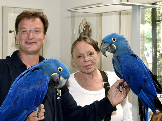 Ein Mann hält zwei blaue Papageien, daneben steht eine Frau