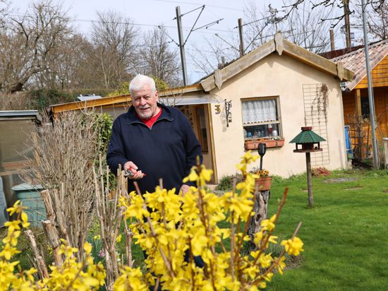 Gelb blüht der Forsythienstrauch: In seinem Kleingarten fühlt sich Bernd Effenberg wohl. Wenn man immer ein bisschen gärtnert, hat man „nie Arbeit“, sagt der Karlsruher.