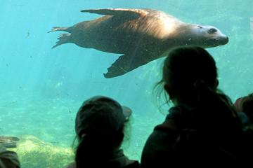 Auch Seelöwen sind im Karlsruher Zoo zu sehen.