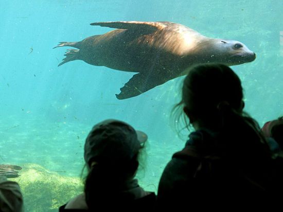Auch Seelöwen sind im Karlsruher Zoo zu sehen.