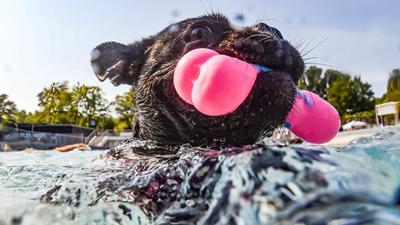 Ein Hund schwimmt beim „Hunde-Schwimmen“ im Karlsruher Rheinstrandbad Rappenwört durch das Wasser im großen und ungechlorten Becken.
