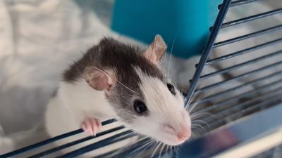 Diese Ratte hat mit über 100 weiteren Artgenossen im Tierheim in Karlsruhe-Daxlanden Zuflucht gefunden.