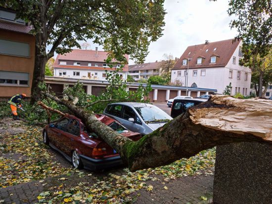 Umgefallener Baum auf einem zerstörten Auto. 