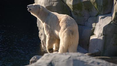 Eisbär Lloyd zieht in den Karlsruher Zoo.