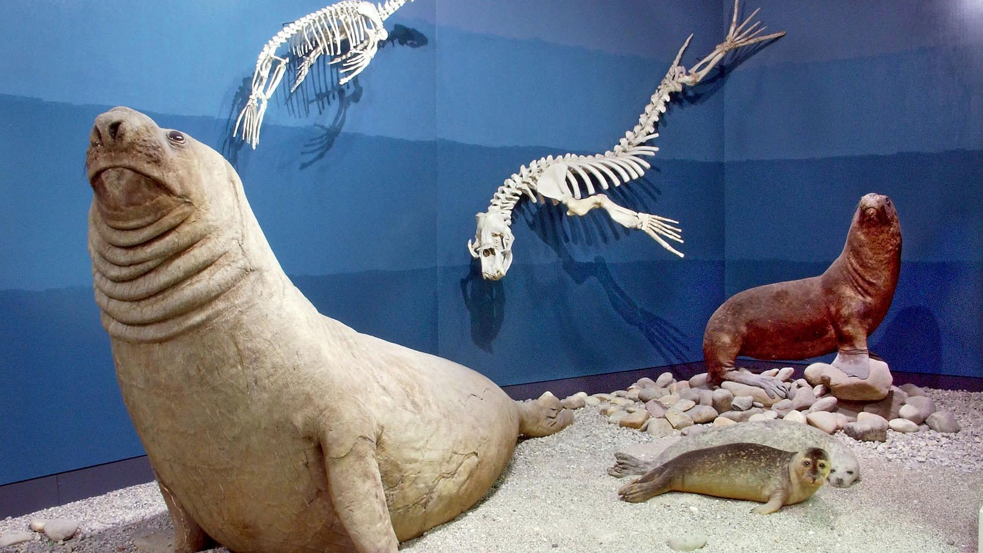 Polarsaal Naturkundemuseum mit See-Elefant Tristan