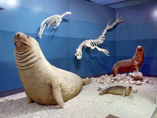 Polarsaal Naturkundemuseum mit See-Elefant Tristan