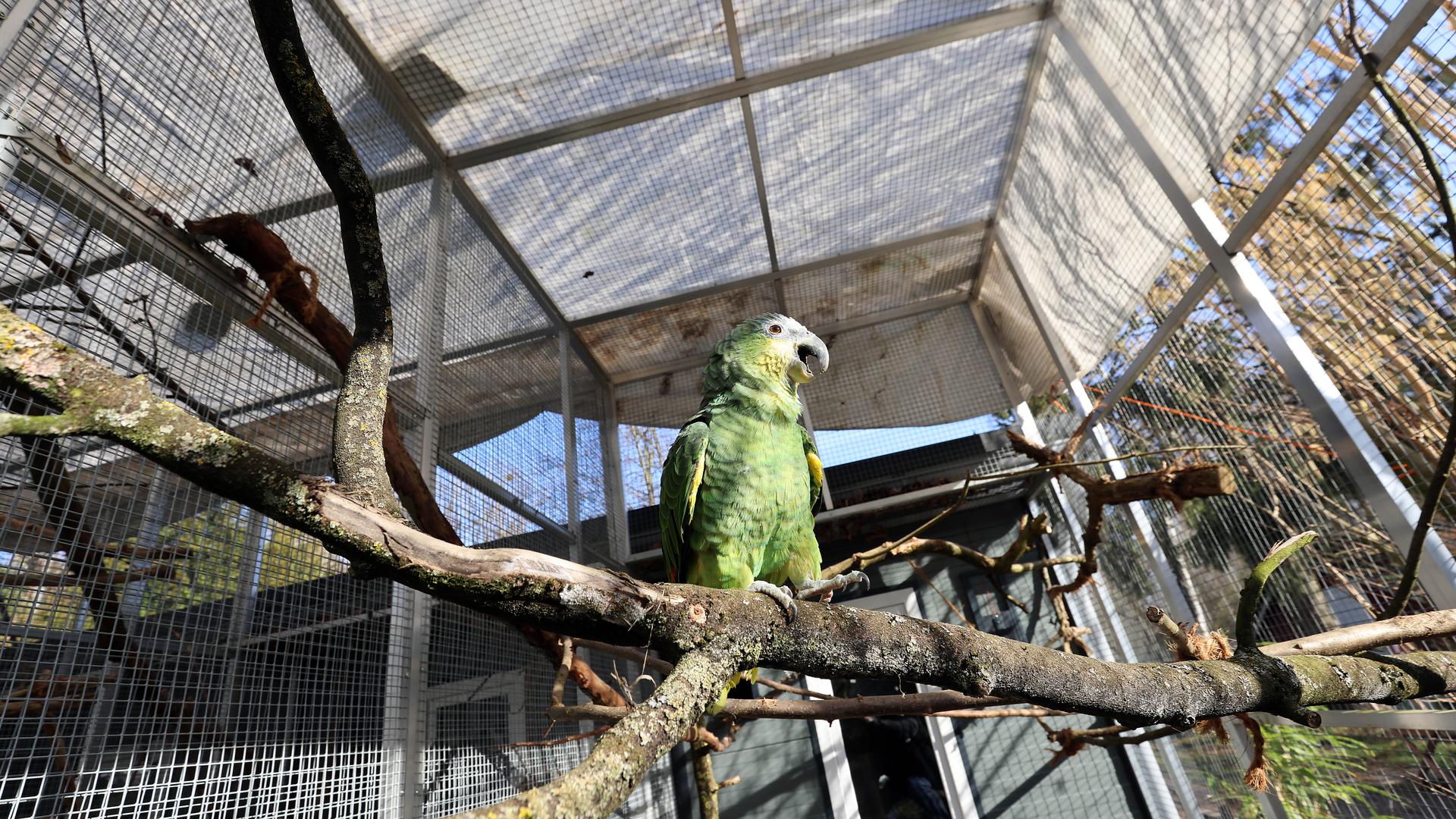 Unter der Plane: Im Vogelpark Neureut haben die Mitglieder Abdeckungen über die Volieren gespannt – Papagei Charly stört sich daran nicht.