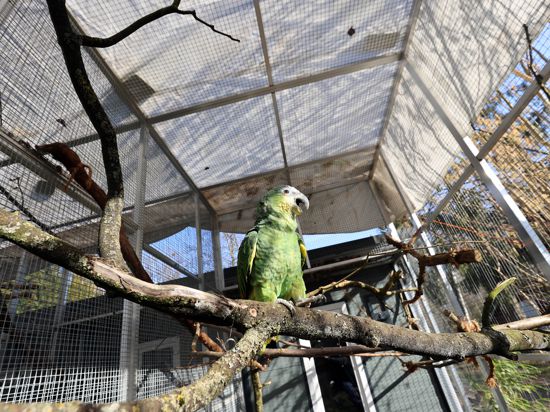 Unter der Plane: Im Vogelpark Neureut haben die Mitglieder Abdeckungen über die Volieren gespannt – Papagei Charly stört sich daran nicht.