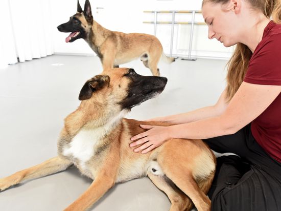 Tierphysiotherapeutin Mareike Lürtzener hier in Eggenstein mit den Belgischen Schäferhunden Mo und Drax
