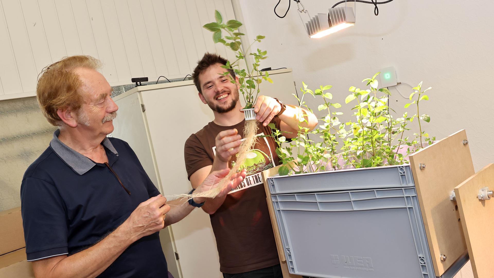 Reinhard Bott (links) und Marc Galley (rechts) zeigen, wie die Wurzeln der Versuchspflanzen unter Indoor Farm-Bedingungen wachsen. 