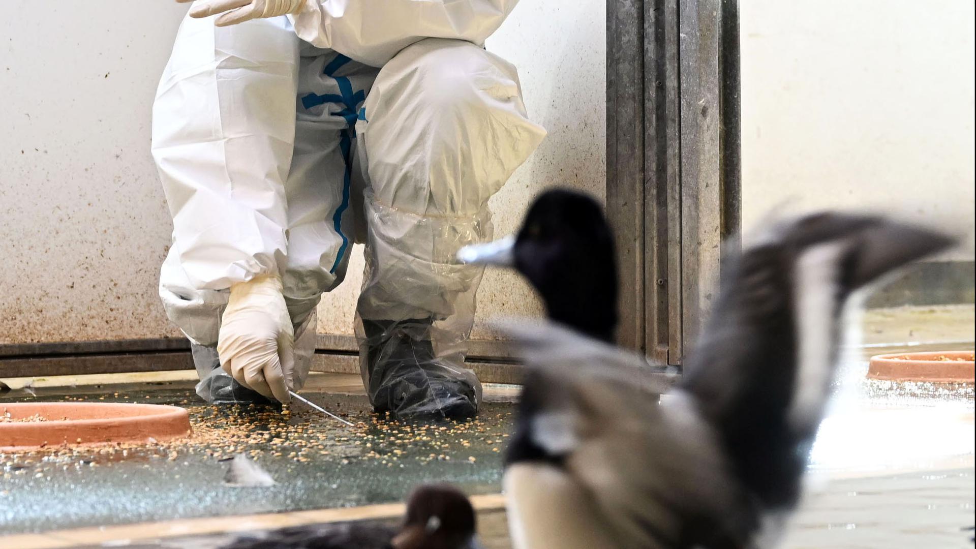 Marco Roller, Zootierarzt beim Karlsruher Zoo, nimmt bei einer abgetrennten Zierenten Vogelgruppe, die nicht mit der Vogelgrippe infiziert ist, Kotproben. Die Proben werden in einem Labor untersucht. Anfang Februar wurde aviäre Influenza, eine hochansteckende Form der Vogelgrippe, im Karlsruher Zoo nachgewiesen.