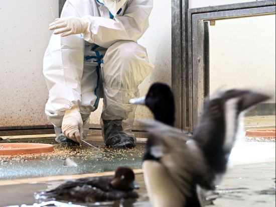 Marco Roller, Zootierarzt beim Karlsruher Zoo, nimmt bei einer abgetrennten Zierenten Vogelgruppe, die nicht mit der Vogelgrippe infiziert ist, Kotproben. Die Proben werden in einem Labor untersucht. Anfang Februar wurde aviäre Influenza, eine hochansteckende Form der Vogelgrippe, im Karlsruher Zoo nachgewiesen.