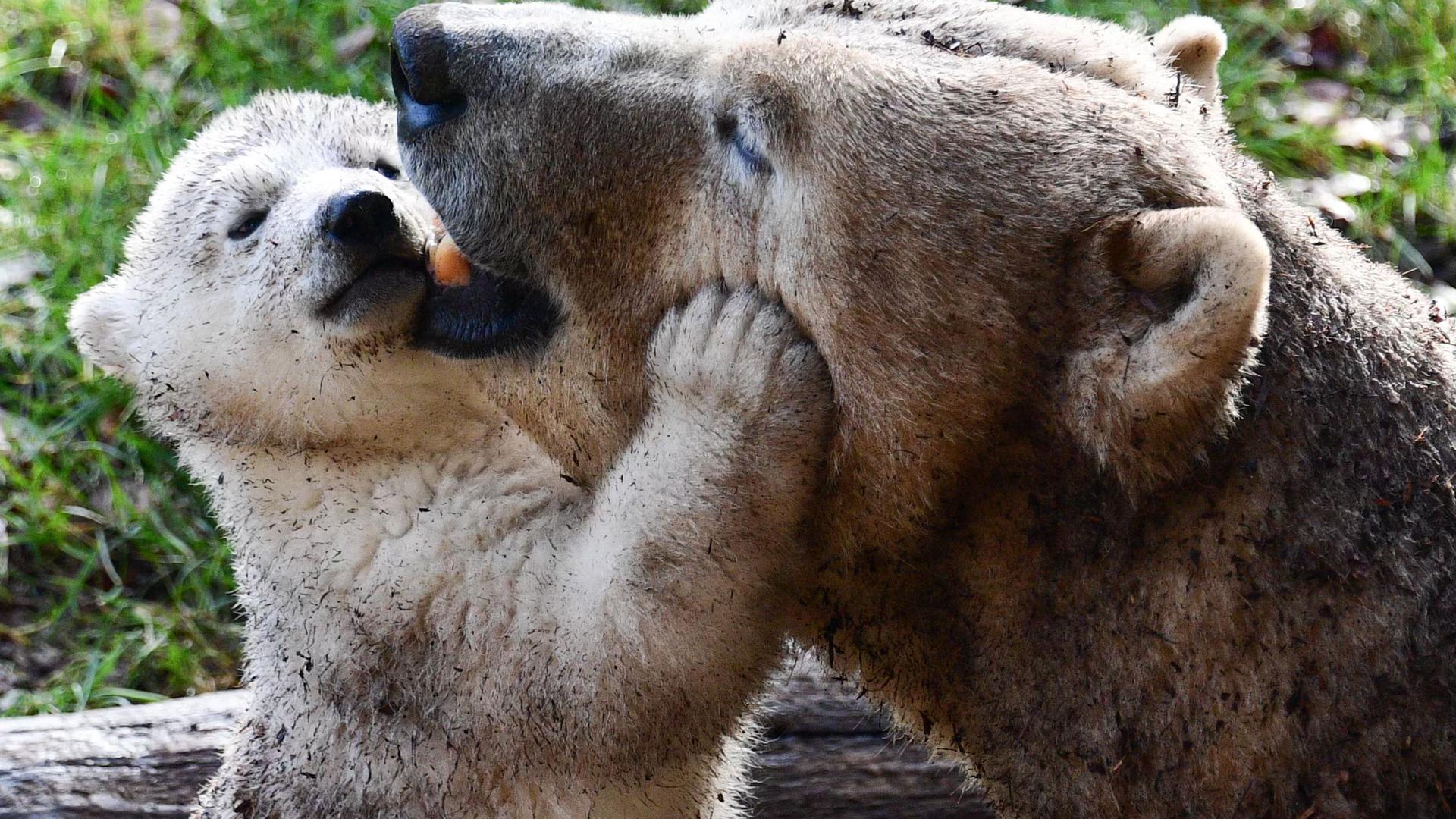 Die Eisbärin namens Sessi und ihr Junges Kara spielen in ihrem Gehege im zoologischen und botanischen Park der Stadt. Das Eisbärenbaby, das seine ersten Schritte im Freien gemacht hat, wurde im November 2020 geboren. 