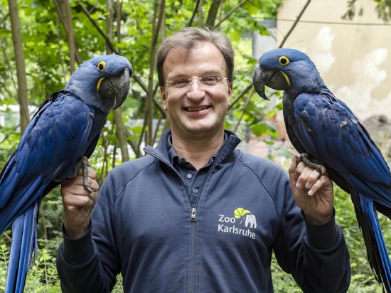 Matthias Reinschmidt, Direktor des Karlsruher Zoo, mit zwei Hyazinth-Aras