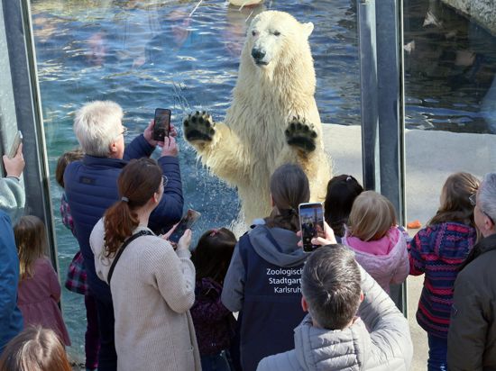 Eisbärin Nuka baut sich an der Scheibe vor den Besuchern auf.