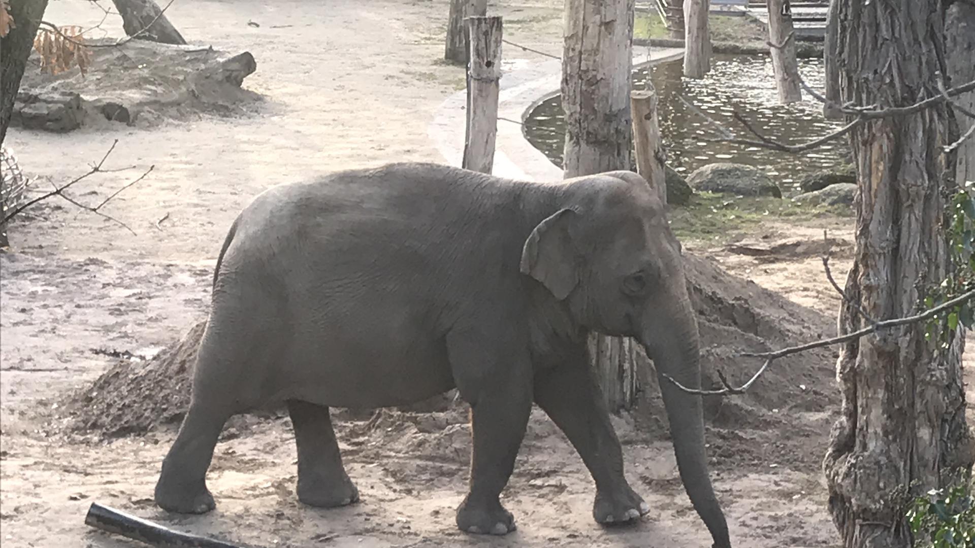 Elefant Jenny von der Brücke, hinten Nanda