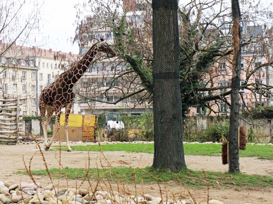 Giraffe, Baustelle