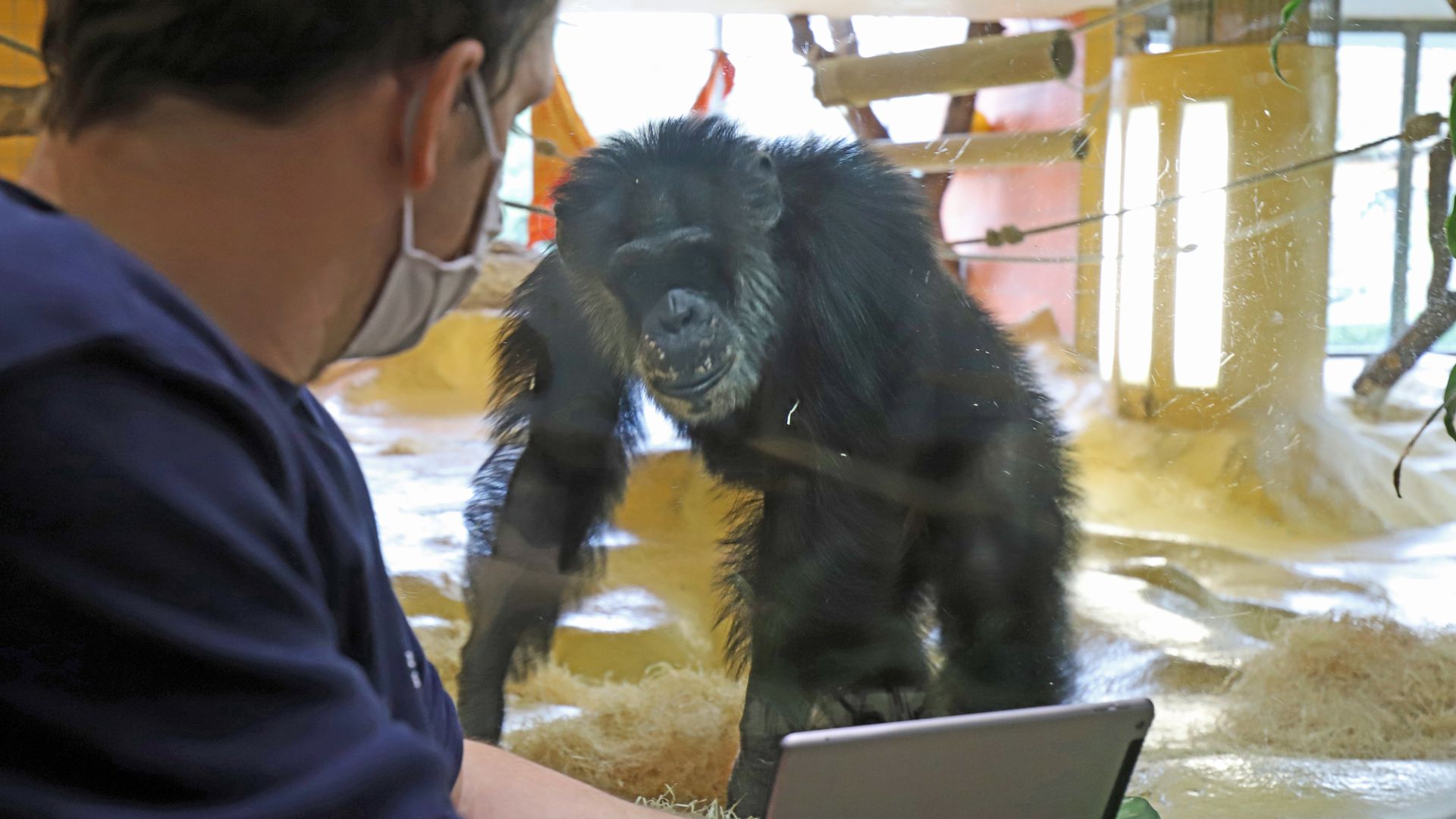 Schimpanse Benny, Revierleiter Michael Heneka mit Tablet