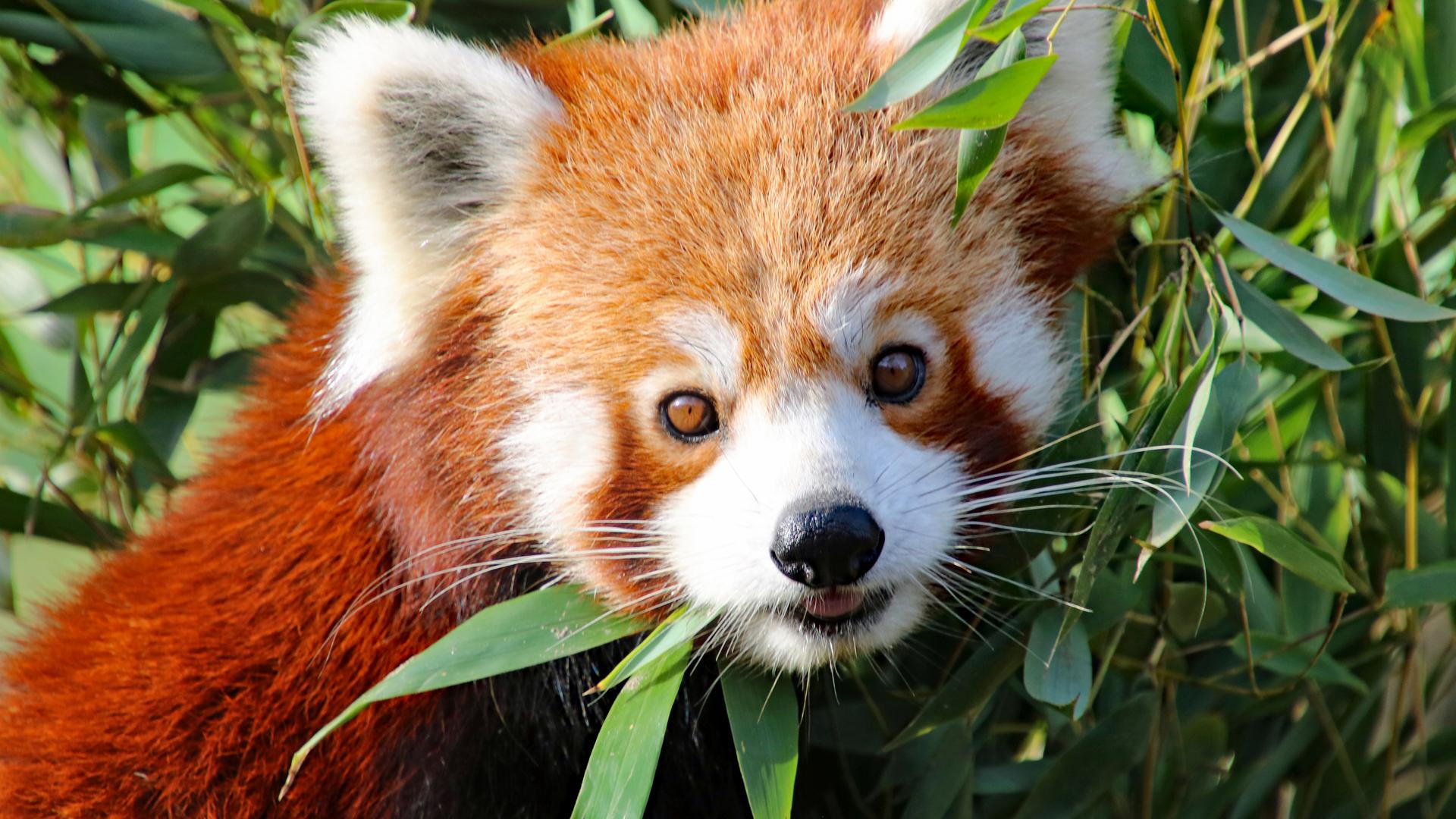 Traurige Nachricht aus dem Karlsruher Zoo: Roter Panda Amod ist tot