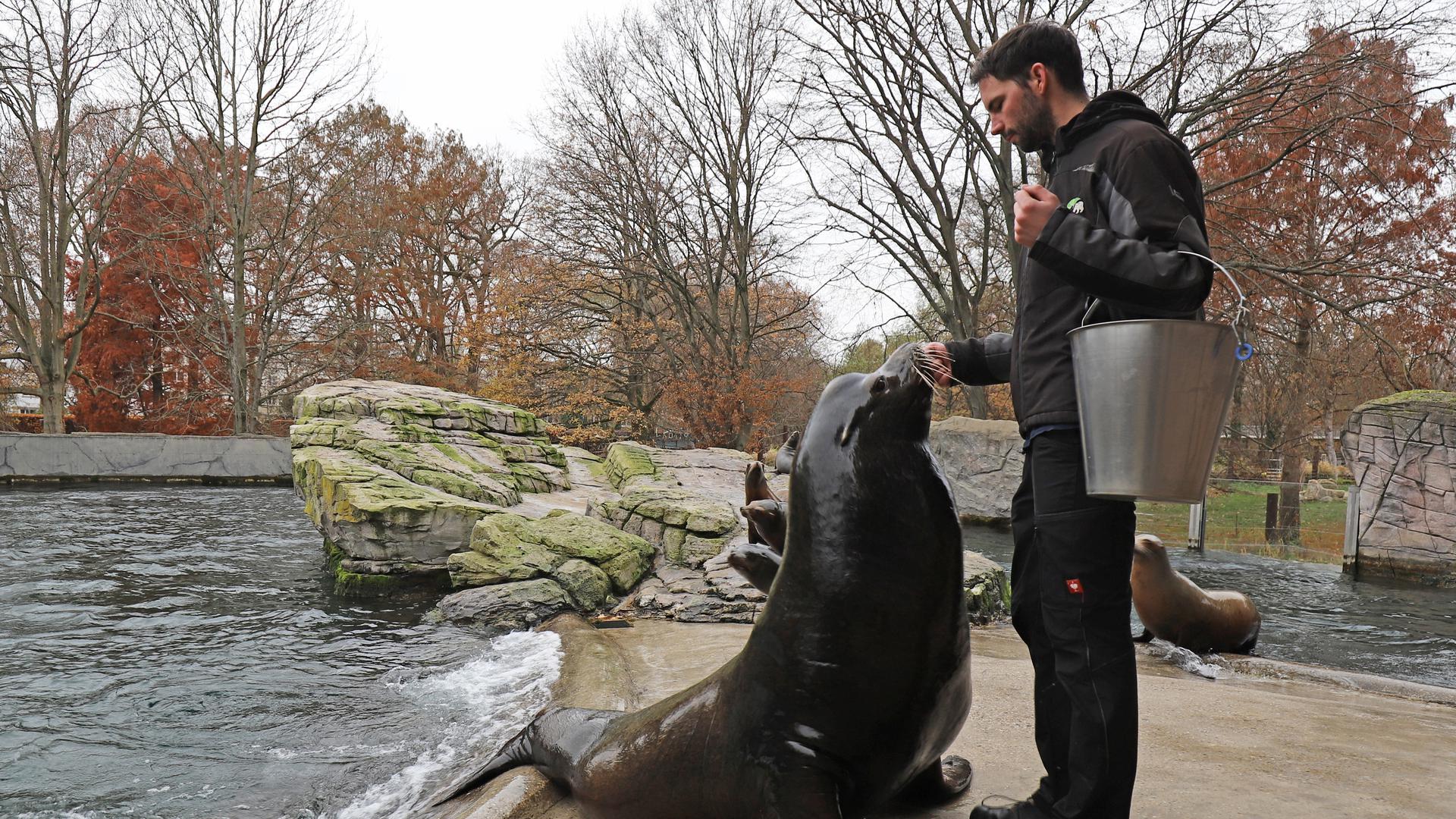 Wann können Besucher im Karlsruher Zoo wieder die Seelöwen besuchen? Das Corona-Reglement ist da noch unklar.