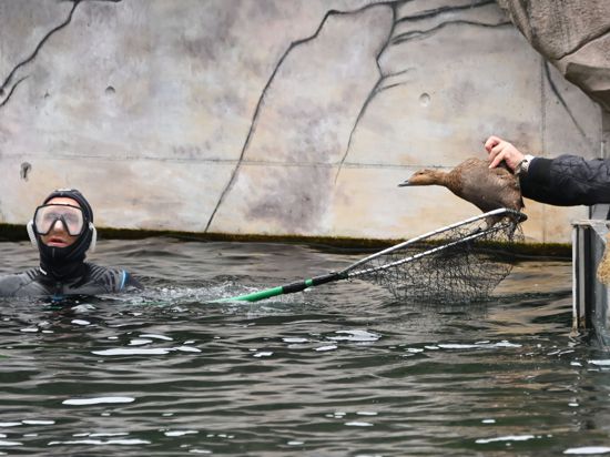 Eiderenten und Zwergsäger werden in einem Becken im Zoo Karlsruhe gefangen, um sie nach drinnen zu bringen.