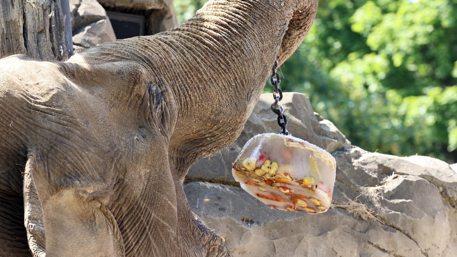 Elefant Jenny isst eine Eisbombe, die an einem Baum hängt.