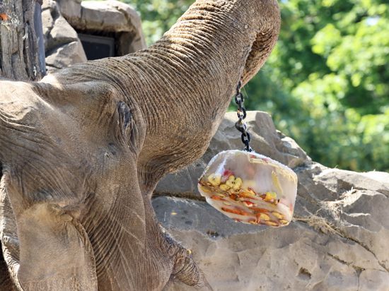 Elefant Jenny isst eine Eisbombe, die an einem Baum hängt.