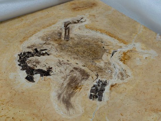 Das Fossil des Sauriers Ubirajara jubatus.