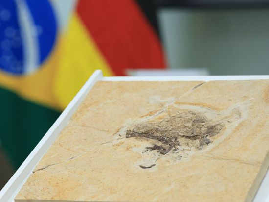 Das Dinosaurier-Fossil des Ubirajara jubatus ist bei einer offiziellen Übergabe ausgestellt.