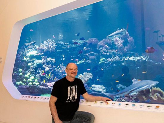 Ein Mann im T-Shirt steht vor einer Panoramascheibe eines Großaquariums mit einem Hai und Fischen an einem Korallenriff.