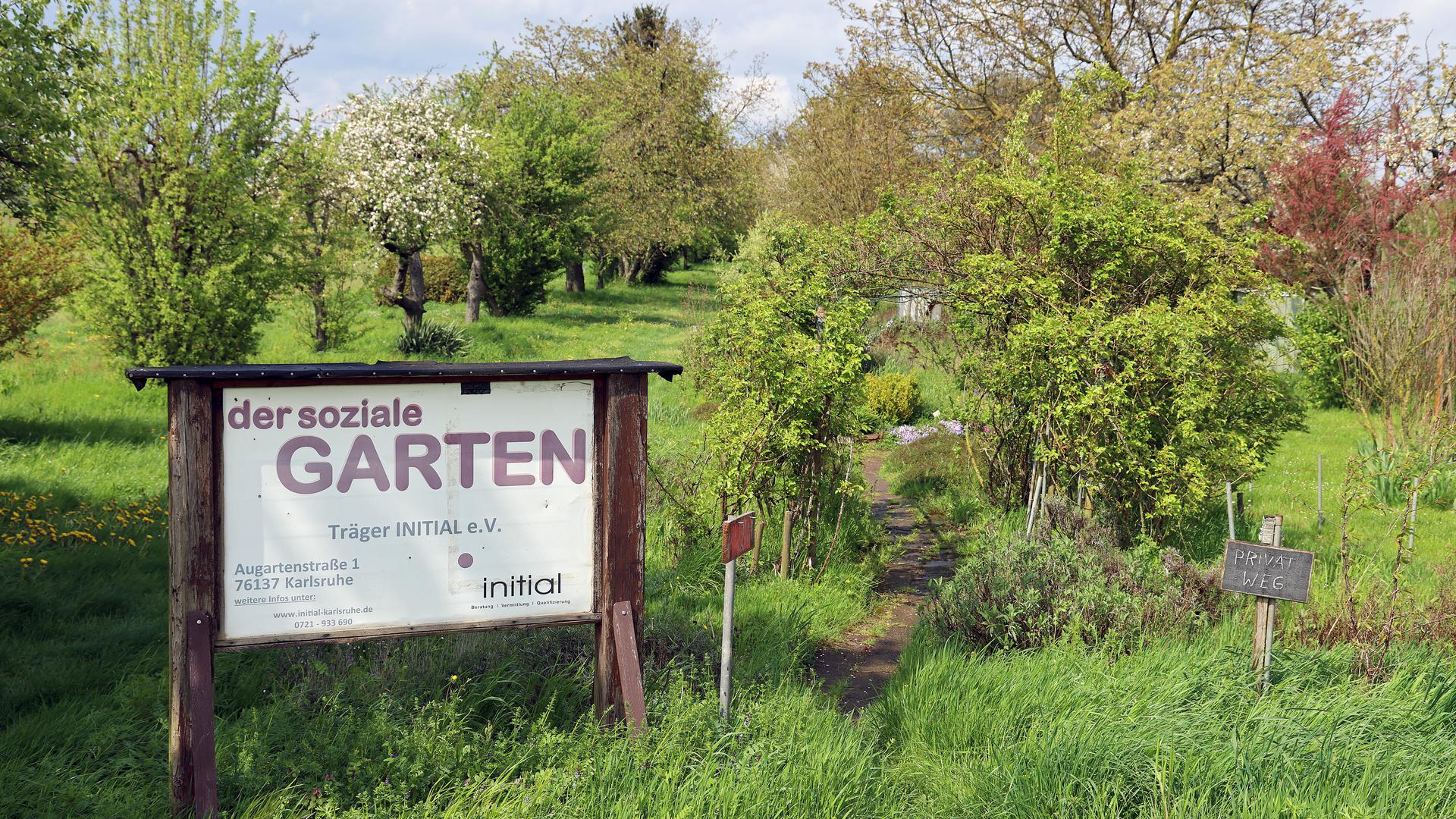 25.04.2023 Sozialer Garten in Wolfartsweier: Es grünt, aber der Trägerverein Initial ist insolvent und existiert nicht mehr.