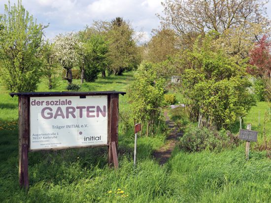 25.04.2023 Sozialer Garten in Wolfartsweier: Es grünt, aber der Trägerverein Initial ist insolvent und existiert nicht mehr.
