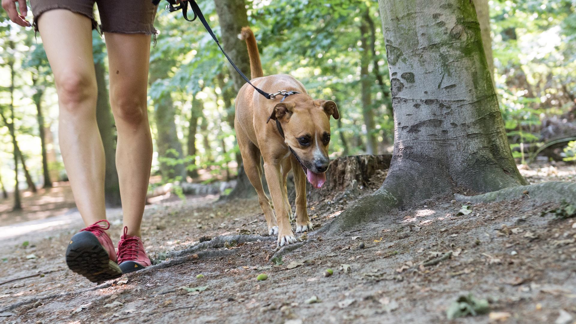 Mulmiges Gefühl beim Gassi gehen: Hundehalter sehen Giftköder, die am Wegrand oder im Wald ausliegen, oft gar nicht oder zu spät, um den Hund vom Fressen abzuhalten .